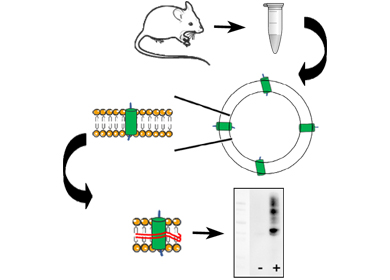 CUSTOM MILK PRODUCTION FOR DIFFICULT TO EXPRESS PROTEINS