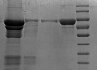 RECOMBINANT PROTEIN PURIFICATION
