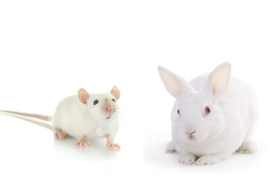 转基因小鼠与兔的研发与生产